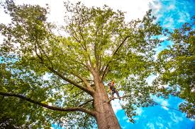 Best Commercial Tree Services  in Bellingham, WA