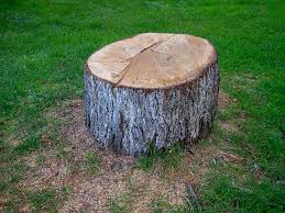 Best Tree Risk Assessment  in Bellingham, WA