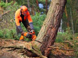Best Tree Disease Treatment  in Bellingham, WA