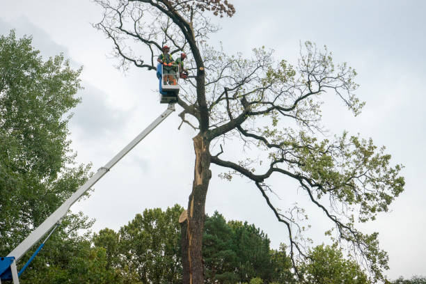 Seasonal Cleanup (Spring/Fall) in Bellingham, WA