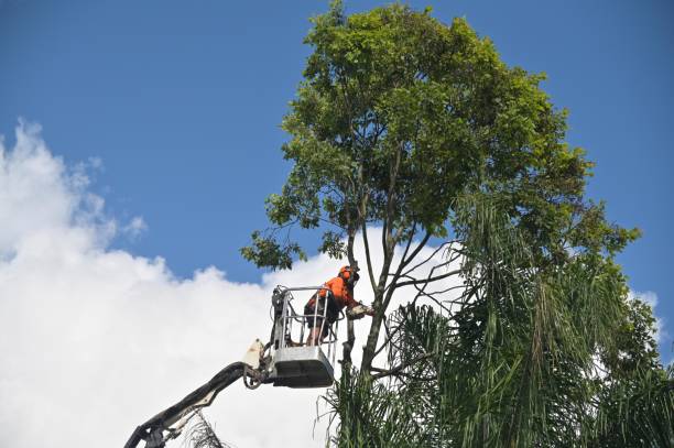 How Our Tree Care Process Works  in  Bellingham, WA