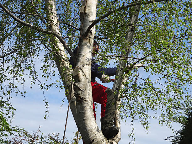 Best Tree Preservation Services  in Bellingham, WA