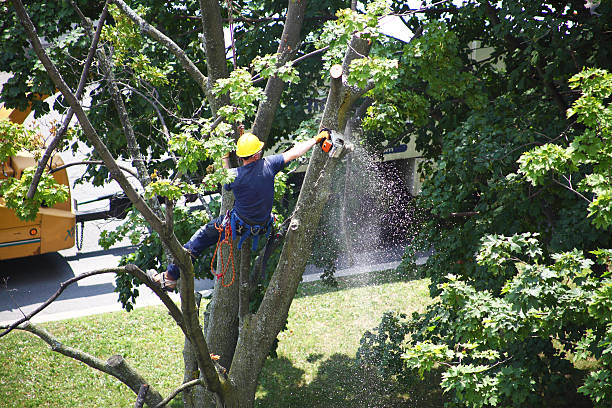 Best Lawn Renovation and Restoration  in Bellingham, WA