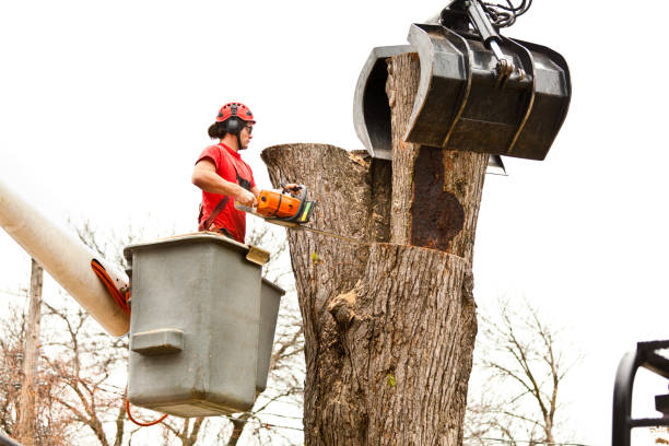 Best Storm Damage Tree Cleanup  in Bellingham, WA